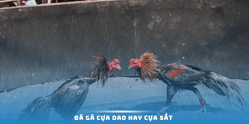 Đá gà cựa dao hay cựa sắt